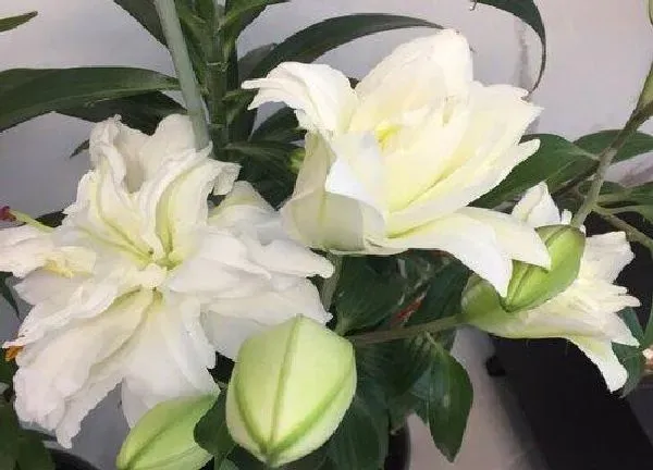 养殖科普|百合喜阴还是喜阳光的植物