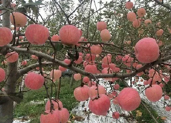 生长环境|苹果的生长条件和特性