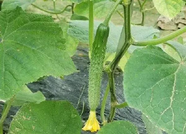 植物浇水|黄瓜几天浇一次水最为适宜