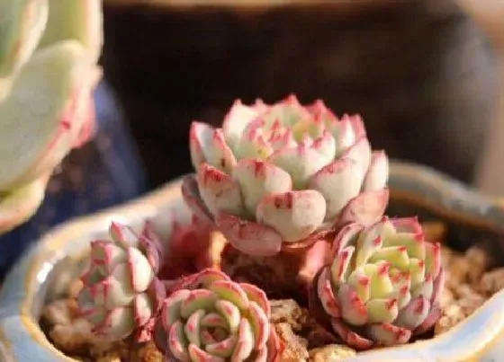 植物寓意|多肉代表什么象征意义