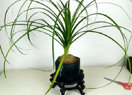 植物种类|镇宅辟邪最厉害的花卉（家里养什么盆栽植物镇宅旺财招财）