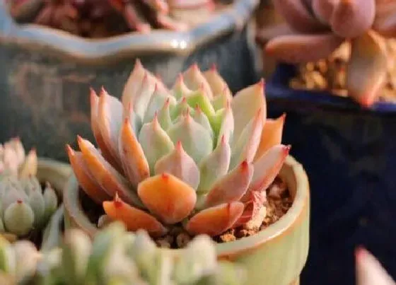 植物寓意|多肉代表什么象征意义