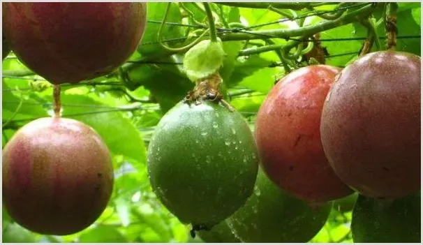 百香果什么时候成熟 | 种植资料