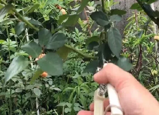 植物修剪|蓝色风暴月季怎么修剪方法