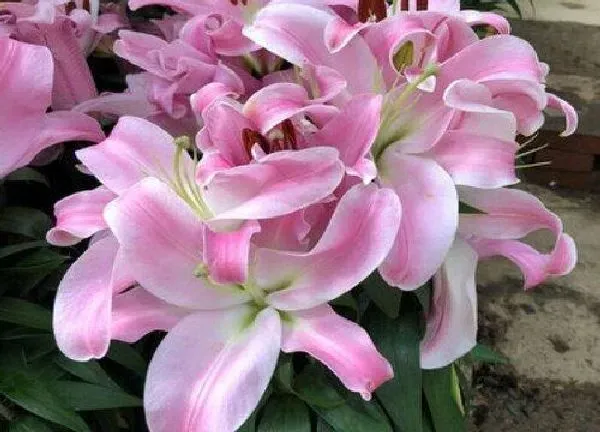 养殖科普|百合喜阴还是喜阳光的植物