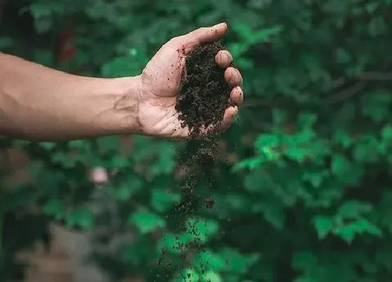 种植土壤|发酵的牛粪可以直接种花吗