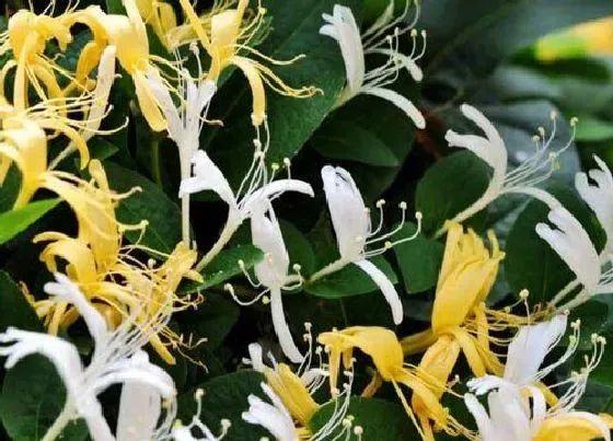 植物百科|金银是什么样子的