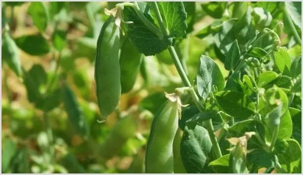 荷兰豆不开花怎么办 | 种植资料