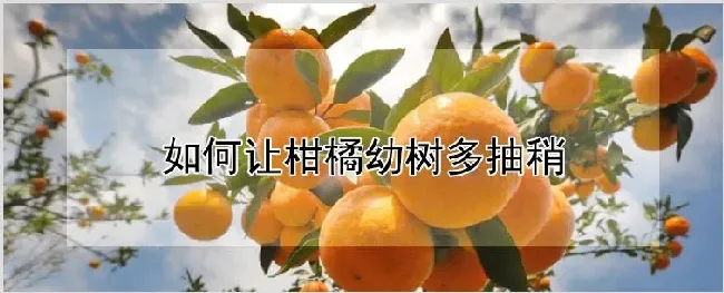 如何让柑橘幼树多抽稍 | 种植资料