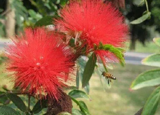 花卉百科|澳大利亚的国花是什么花