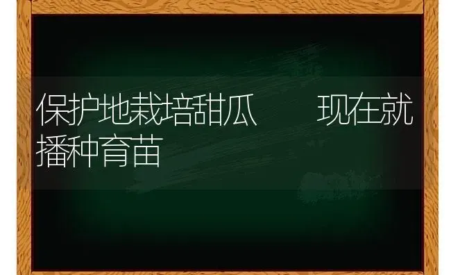 保护地栽培甜瓜  现在就播种育苗 | 瓜果种植