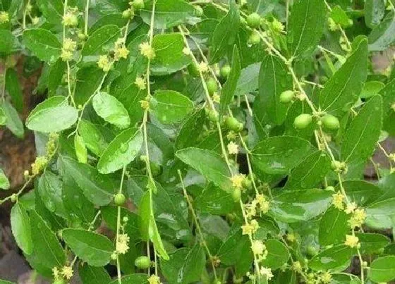 植物百科|枣树开花吗 一般什么季节开花