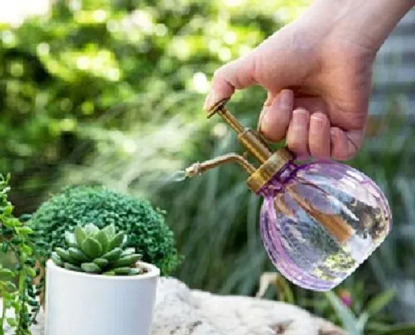 植物浇水|凉开水可以浇花吗 适合浇什么花