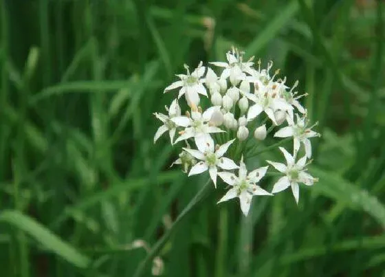 种植方法|韭菜种植时间和方法