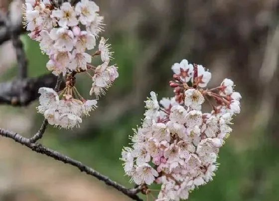 颜色花|樱桃树花是什么颜色的