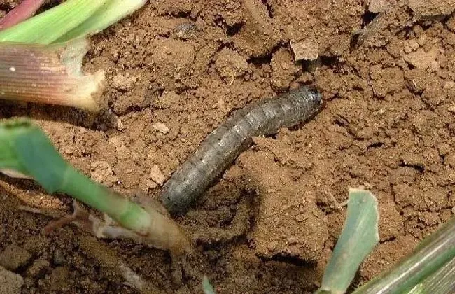 植物虫害|地老虎用什么农药防治最好（棉花、玉米、红薯地老虎防治）