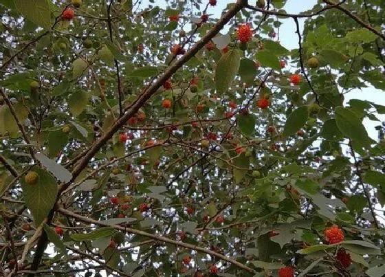 植物种类|构树是什么树 长什么样子