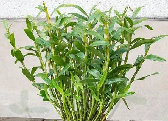 冬天植物|铁皮石斛怕冻吗