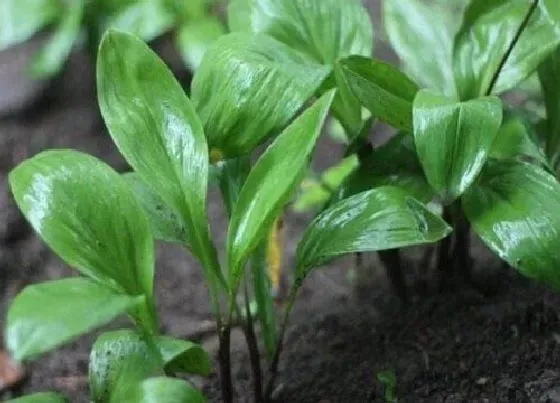 种植方法|寒葱的种植方法和时间 冬季栽葱的时间及管理要点