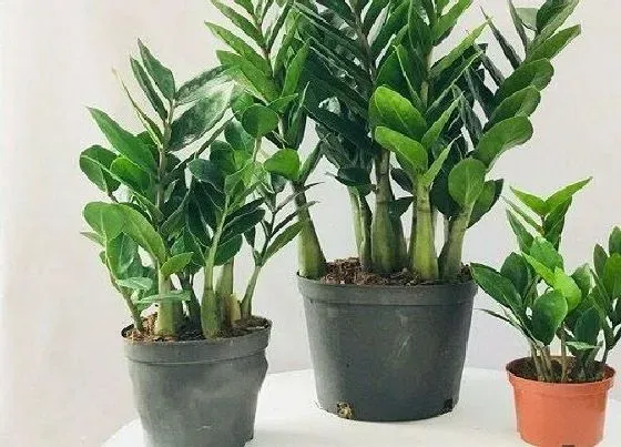 叶子发黄|雪铁芋叶子发黄怎么办