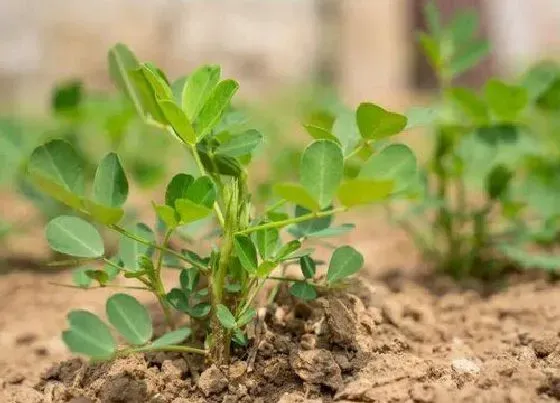 植物育苗|夏播花生几天出苗 播种到发芽出苗时间