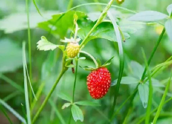 春天植物|草莓春天可以种吗
