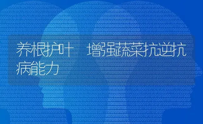养根护叶 增强蔬菜抗逆抗病能力 | 蔬菜种植
