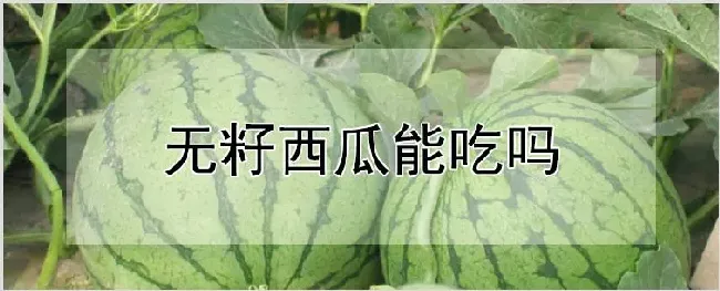 无籽西瓜能吃吗 | 自然知识