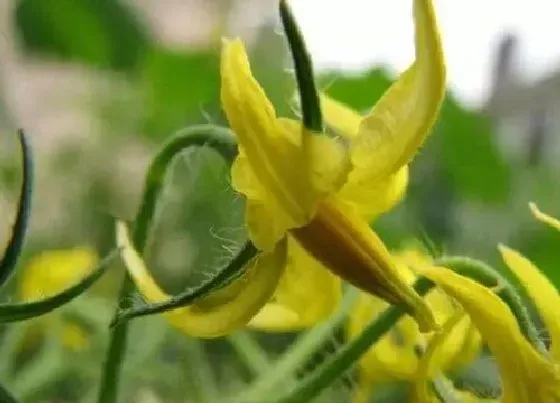 植物百科|西兰花是什么季节的菜