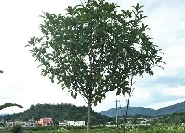 植物浇水|桂花树多久浇一次水