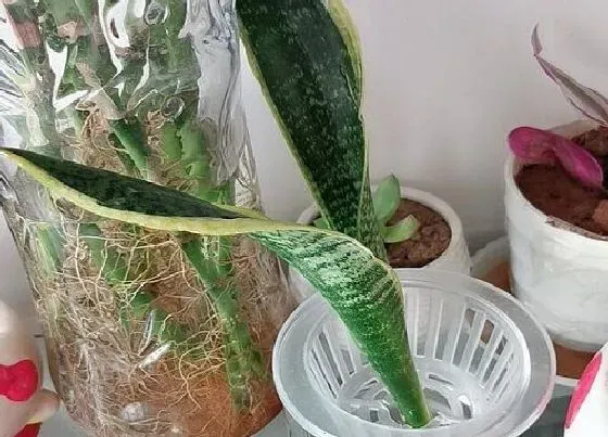 植物百科|虎皮兰对人身体有害吗