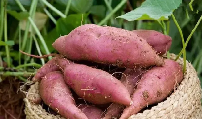 植物虫害|地老虎用什么农药防治最好（棉花、玉米、红薯地老虎防治）