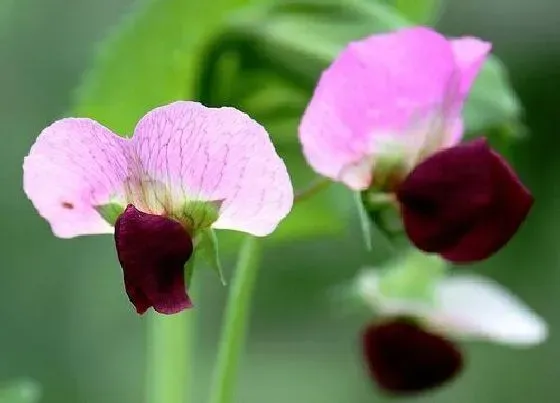 植物百科|豌豆花是完全花吗