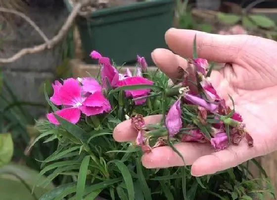 植物修剪|石竹花怎么修剪方法