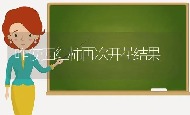 咋使西红柿再次开花结果 | 瓜果种植
