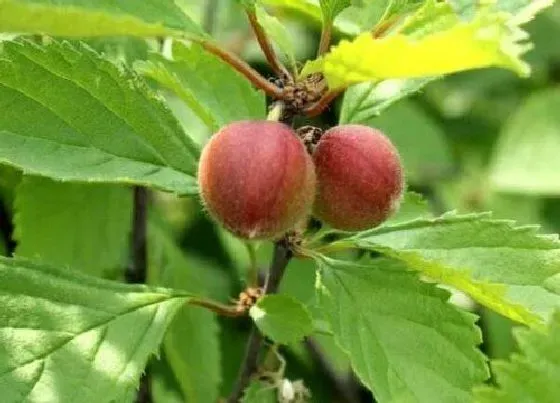 生长环境|榆叶梅生长环境条件及特点