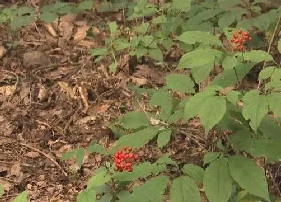 植物百科|野山参生长在什么地方