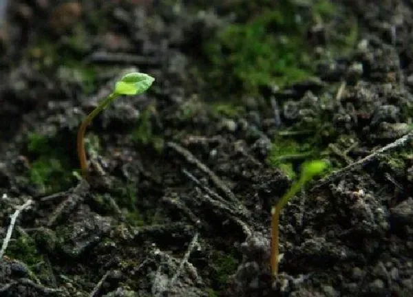 植物发芽|香樟什么时候发芽长叶