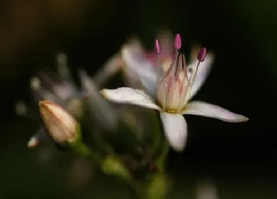 花期|玉树的花期是什么时候