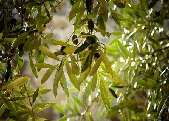 植物寓意|代表智慧的植物有哪些