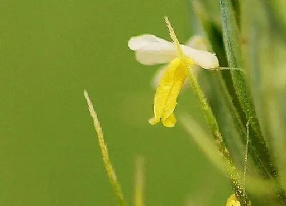 植物百科|小麦开花吗 开花多长时间