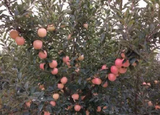 生长环境|苹果的生长条件和特性