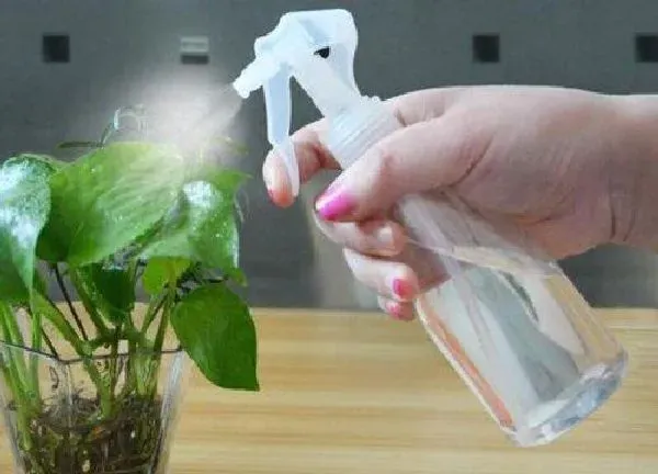 植物浇水|烟丝泡水浇花有什么好处和危害 适合浇什么花