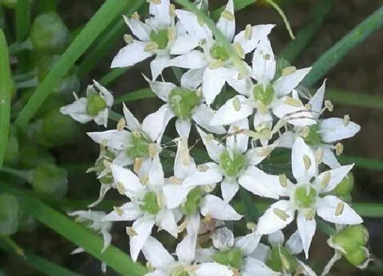 植物百科|韭菜花是什么季节的菜
