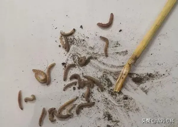 植物虫害|水稻钻心虫用什么药防治（稻田钻心虫农药配方死虫快效果好）