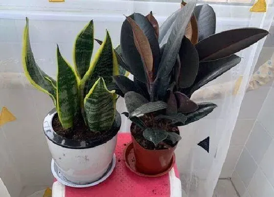 植物百科|橡皮树又叫什么树