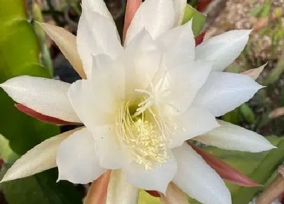 开花时间|昙花多久能开花