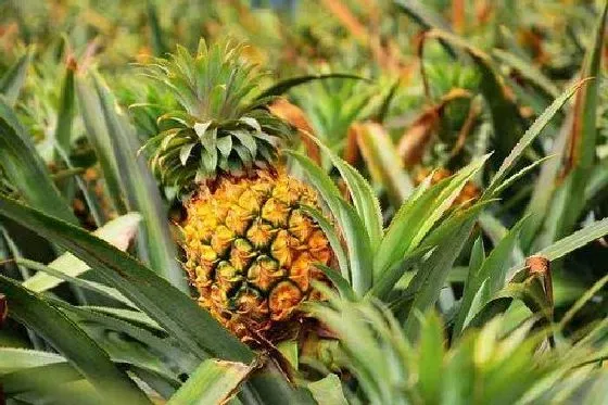 果实科普|菠萝几月开花结果 什么时候开花结果