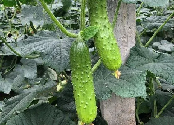 植物施肥|黄瓜施什么肥最好