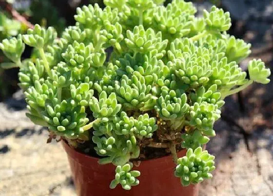 植物寓意|多肉代表什么象征意义